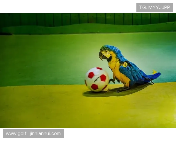 足球萌宠球星：这些球场上的可爱瞬间让你心动不已